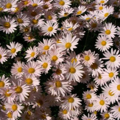 Sheffield Pink chrysanthemum soft pink blooms