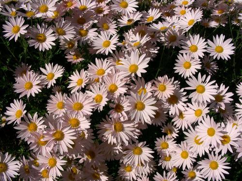 Chrysanthemum Sheffield Pink-Pink Daisy Like Flowers