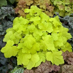 Quart Pot/10 Count Flat: Heuchera &