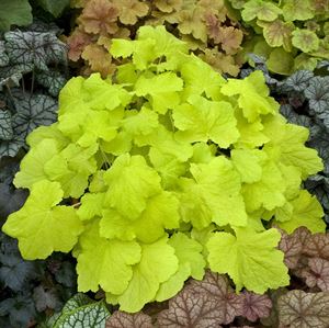 Quart Pot/10 Count Flat: Heuchera 'Citronelle' Pp17934 Coral Bells, Alumroot. Citron Yellow Leaves and Cream Flowers In Mid-Summer. Best In Shade.