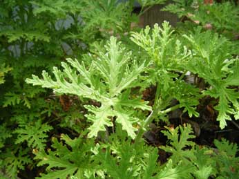 Citronella Geranium (Mosquito Plant) - Repels Mosquitoes, Attractive Green Foliage with Lemony Scent, Good Indoors and Outdoors