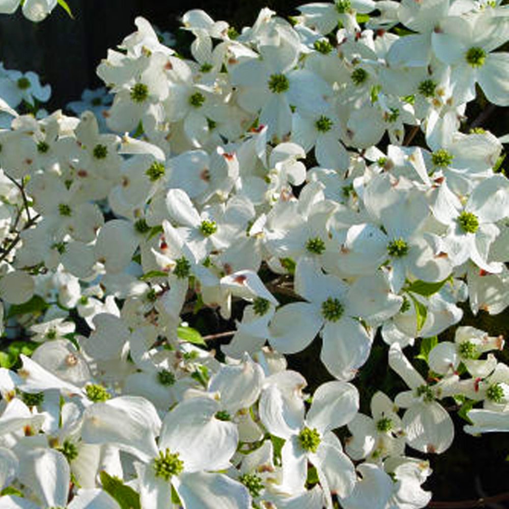 Celestial White Dogwood Tree- Spectacular White Blooms In Spring, Beautiful Red Leaves and Colorful Berries In Fall.