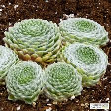 (10 Count Flat - 4.5 Inch Pots), Sempervivum Arachnoideum Cobweb Buttons