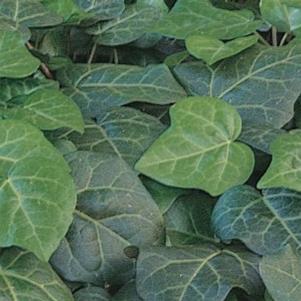 Hedera Colchica &