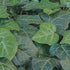 Hedera Colchica &