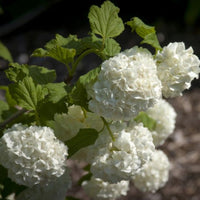 Common Snowball Viburnum Shrub with Large White Snowball Flowers in Bloom