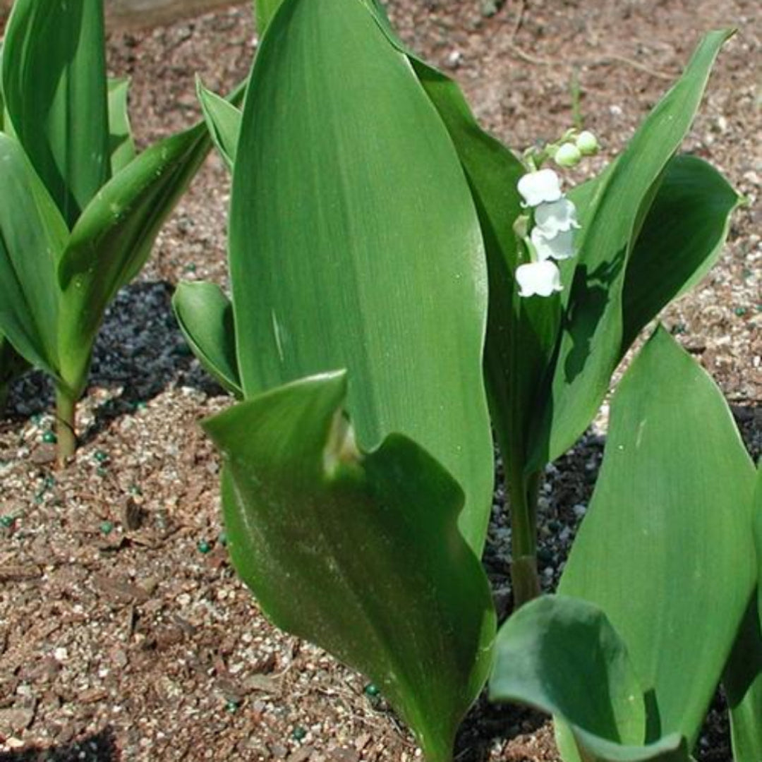 Convallaria majalis Lily of the Valley plant