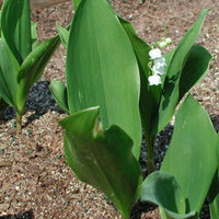 Convallaria majalis Lily of the Valley plant