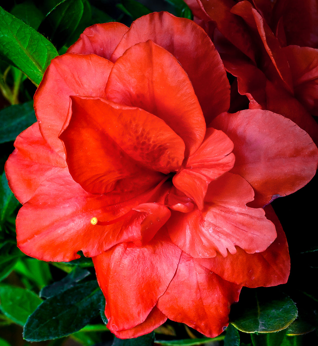 Rebloom Azalea Coral Amazement