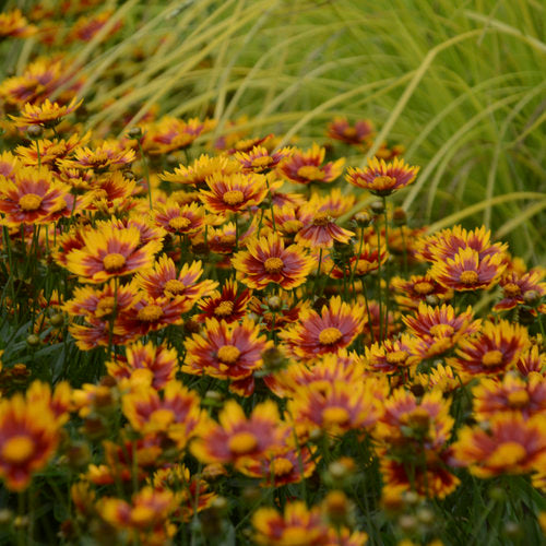 1 Gallon Pot: Coreopsis Li'L Bang 'Daybreak' Pp27138. Tickseed. Compact Mound of Basal Green Foliage