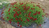 Quart Pot/10 Count Flat: Coreopsis &