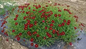 Quart Pot/10 Count Flat: Coreopsis 'Mercury Rising' Pp24689.Narrow, Bright Green Leaves Covered with Velvety Wine-Red Bloom
