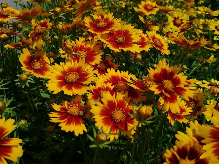 Coreopsis Uptick® &
