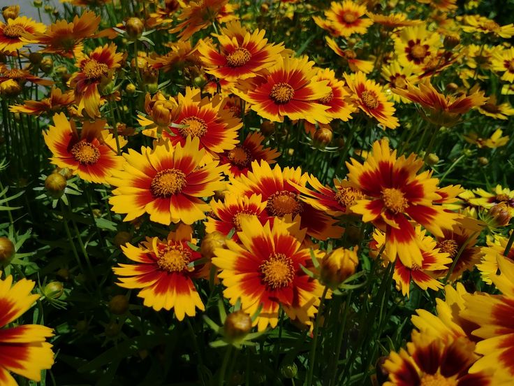Coreopsis Uptick® 'Gold & Bronze' Ppaf Tickseed. Large Gold Flowers with a Bronze Center. Mounding Habit. Disease Resistant.