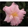 Camellia Cotton Candy-Alluring Cotton Candy Pink Blooms