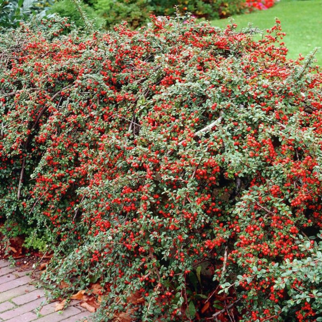 Cotoneaster Repandens