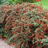 Cotoneaster Repandens