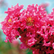 Pink Velour Crape Myrtle tree with bright pink blossoms
