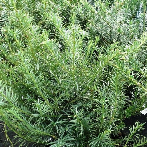 Cephlataxus Creeping Yew