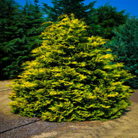 Cripps Hinoki Cypress with golden foliage and compact branching