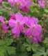 (1 Gallon) Geranium X Cantabrigiense Crystal Rose Cranesbil - This Variety of Flower Forms a Low, Spreading, Fragrant, Dark-Green Leaves