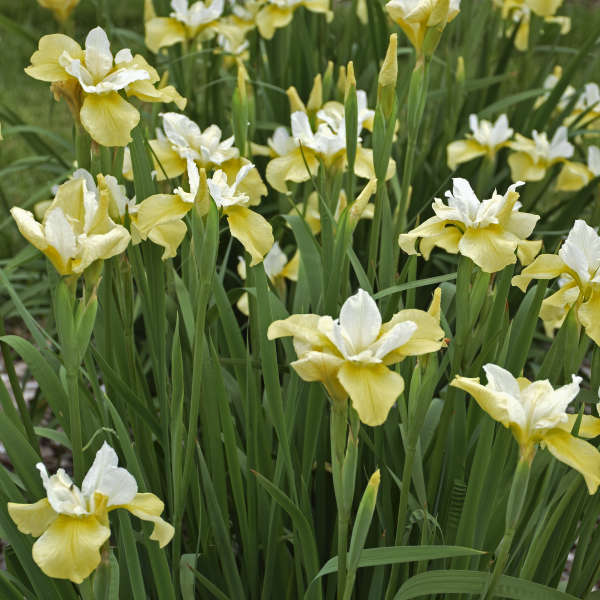 (1 Gallon) Butter & Sugar' Siberian Iris, Stunning Display of Butter Yellow and White Blooms