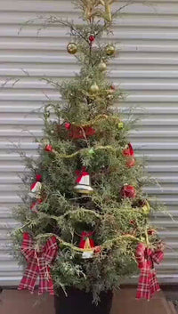 Arizona Sapphire Cypress Tree (Live Evergreen Christmas Tree)