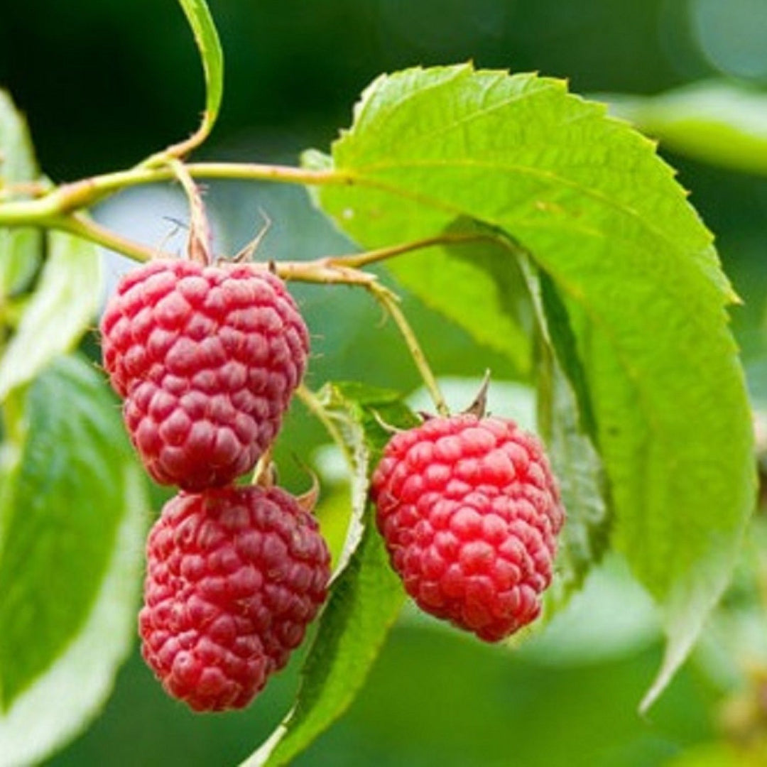 Www Raspberries Trees