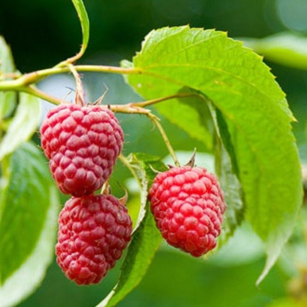 Red Thornless Raspberry