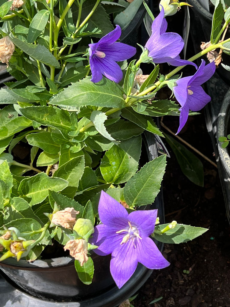 (1 Gallon) Balloon Flower, Platycodon Grandiflorus Sentimental Blue Dwarf