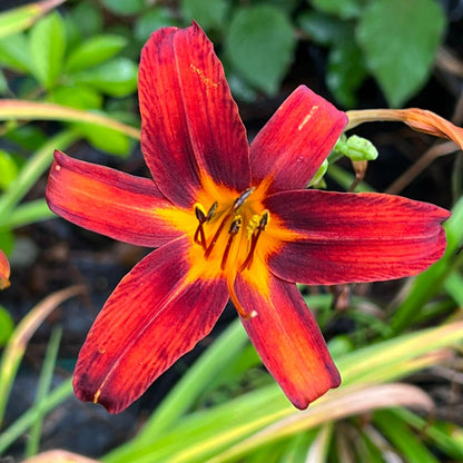 (1 Gallon) Black Prince Lilly Gorgeous Reddish-Black Blooms with Many Buds