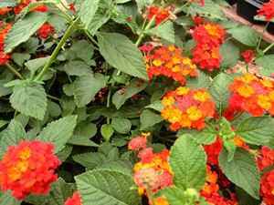 4 Inch Round Pot/10 Count Flat: Lantana Camara 'Dallas Red'.Golden Yellow and Red Flowers Spring To Frost, Good For Hot Dry Areas, Salt Tolerant.