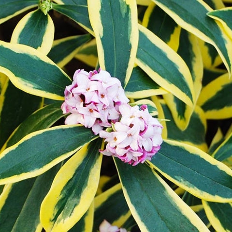 (1 Gallon) Daphne Odora, Marianni - Marginated Pink, (Fall/Winter Blooming) Fragrant Pink Blooms