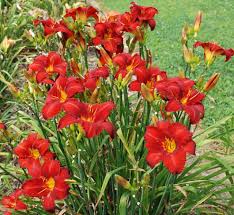 (1 Gallon) Hemerocallis Chicago Apache Daylily