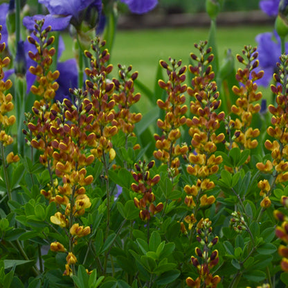 Decadence Cherries Jubilee baptisia plant in bloom with golden-orange flower spikes