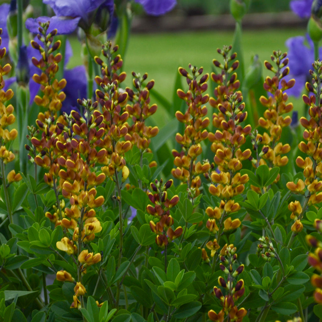 Baptisia Decadence® 'Cherries Jubilee' PP23907 False Indigo