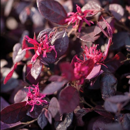 Ruby Loropetalum with dark purple foliage