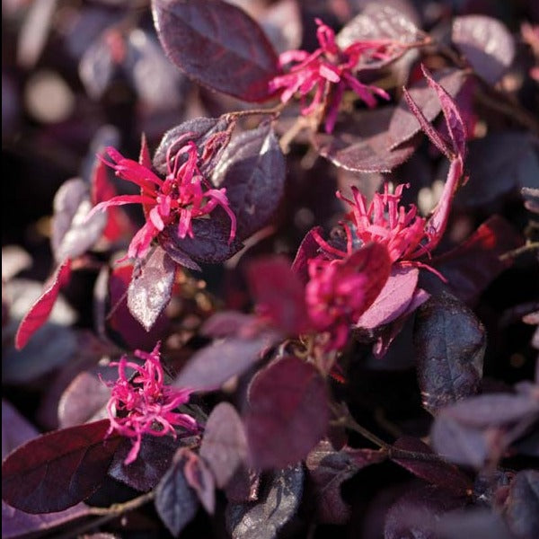 Ruby Loropetalum (Chinese Fringe Flower), Ruby Red Foliage, Hot Pink Flowers, Vibrant Colors Throughout Seasons, Compact Shrub