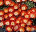 4 Inch Round Pot/10 Count Flat: Delosperma Hot Cakes 'Pumpkin Perfection' Ppaf Iceplant