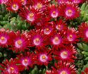 (4 Inch Round Pot/10 Count Flat) Delosperma Hot Cake Saucy Strawberry Ppaf Iceplant