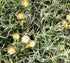 4.5 Inch Pot/10 Count Flat: Delosperma &