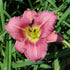 Hemerocallis &