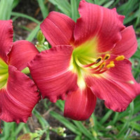 Ruby Stella Daylily deep red blooms