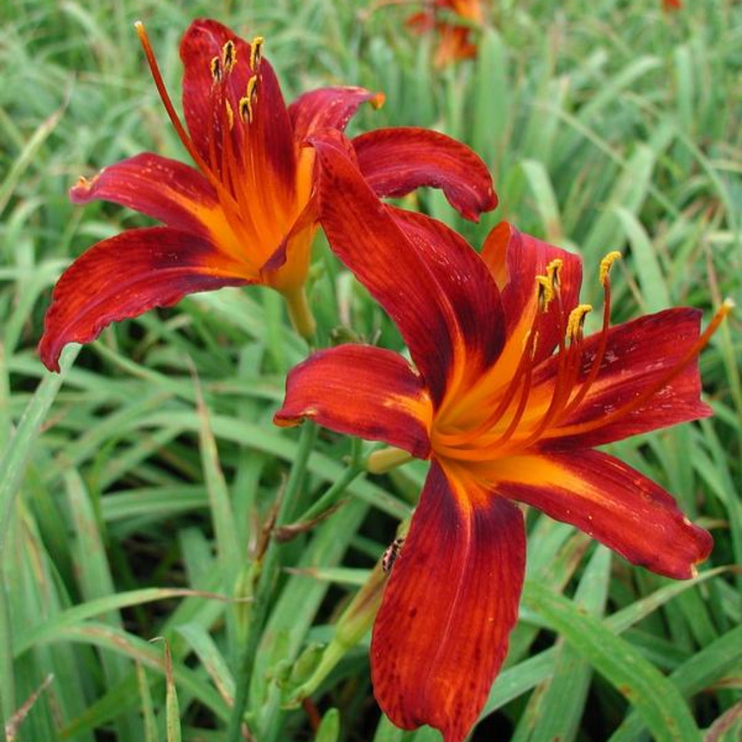 Hemerocallis &