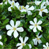 Gardenias