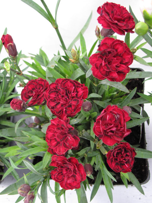 Quart Pot/10 Count Flat: Dianthus Caryophyllus &