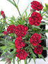 Quart Pot/10 Count Flat: Dianthus Caryophyllus &