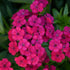 (4 Inch) Dianthus &