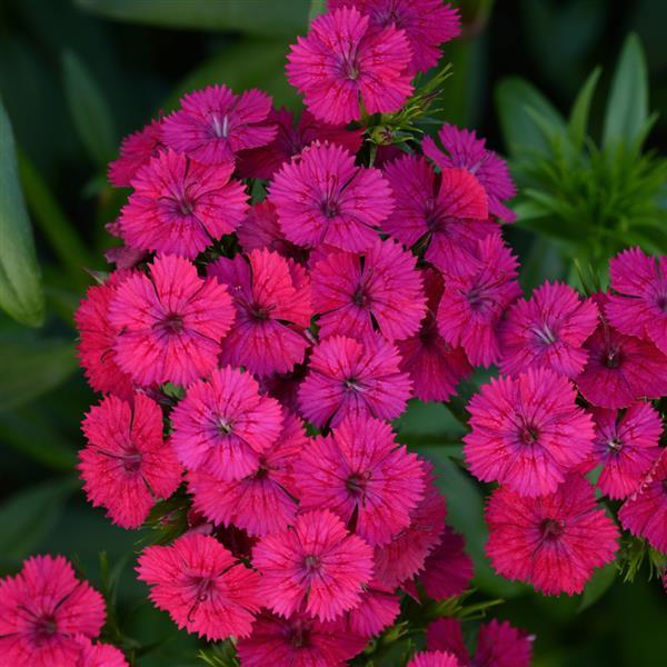 (4 Inch) Dianthus 'Jolt Cherry' (Groundcover)