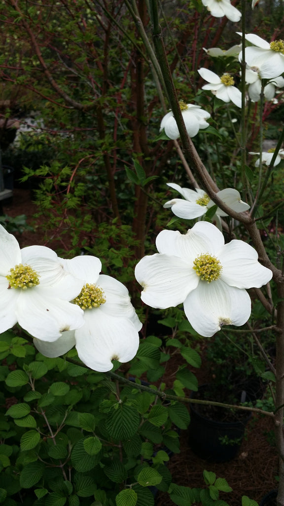 (3 Plants Dogwood Variety Pack) 1 White Dogwood, 1 Pink Dogwood, 1 Red Dogwood Tree Each